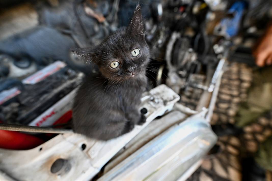 Tamirhanenin yeni Çırak'ı görenlerin yüzünü güldürüyor 6